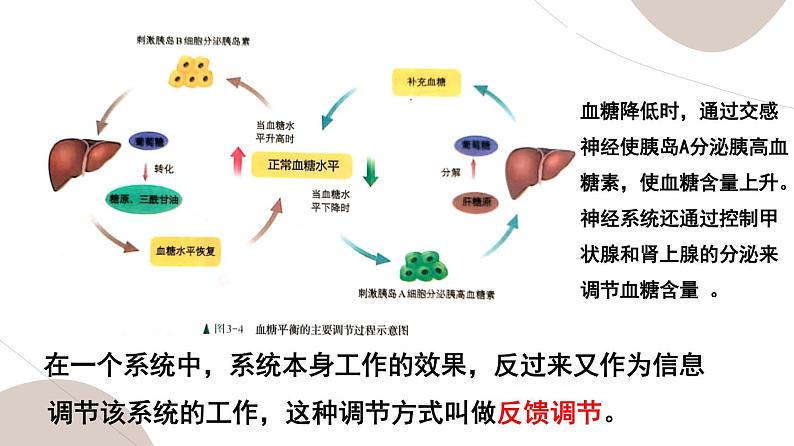 3.2 激素调节的过程第6页