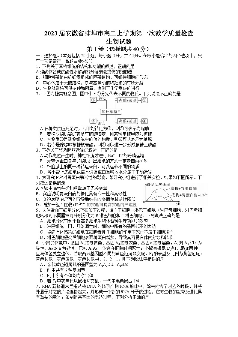 2023届安徽省蚌埠市高三上学期第一次教学质量检查试题生物含答案01