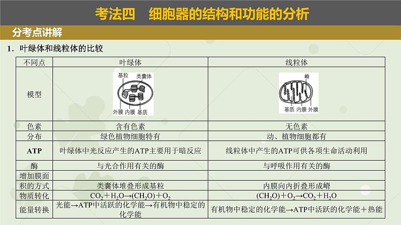 2023届高三生物一轮专题复习课件：细胞器和生物膜系统第3页