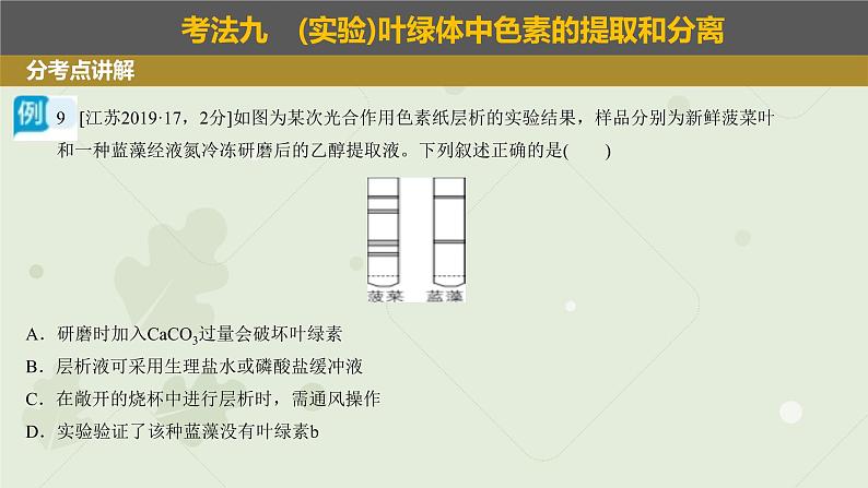 2023届高三生物一轮专题复习课件：光合色素及光合作用的基本作用第6页