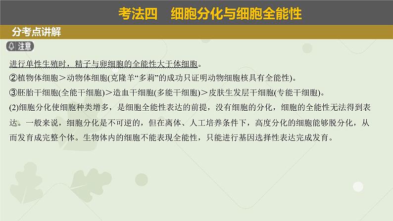 2023届高三生物一轮专题复习课件：细胞的分化、衰老和死亡第4页