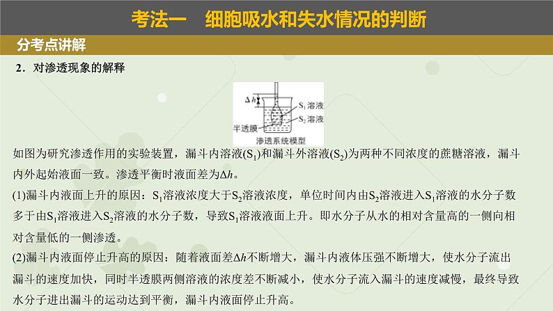 2023届高三生物一轮专题复习课件：细胞的吸水和失水第4页