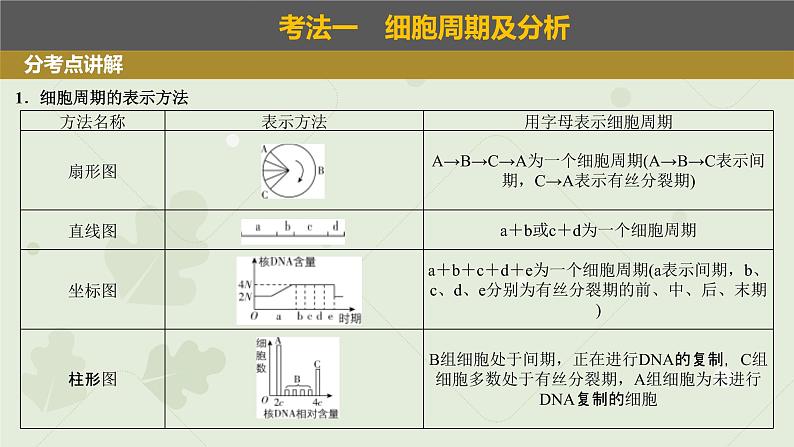 2023届高三生物一轮专题复习课件：细胞的有丝分裂第3页