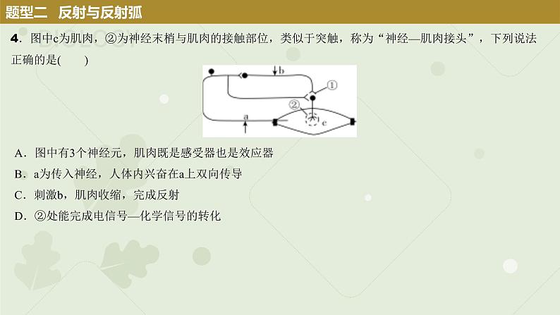 2023届高三生物一轮复习课件：神经调节第8页