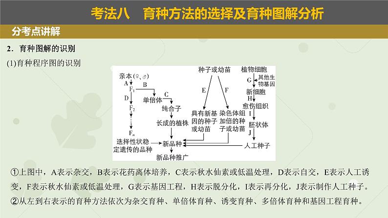 2023届高三生物一轮复习课件：变异在育种上的应用第6页