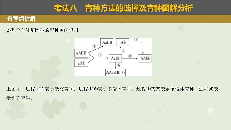 2023届高三生物一轮复习课件：变异在育种上的应用第7页