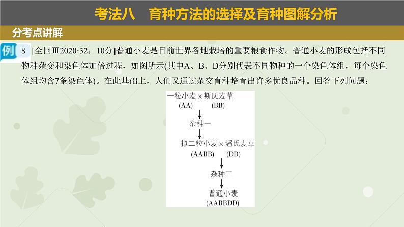 2023届高三生物一轮复习课件：变异在育种上的应用第8页