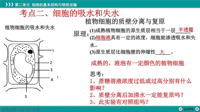 2023届高三生物一轮复习课件：第6讲  细胞的物质输入和输出第6页