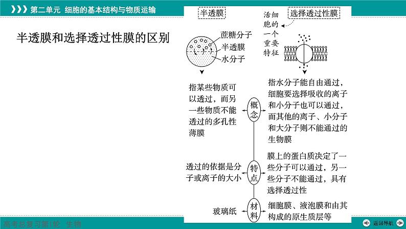 2023届高三生物一轮复习课件：第6讲  细胞的物质输入和输出第7页