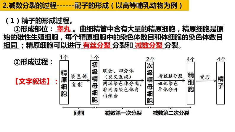 2023届高三生物一轮复习课件：第12讲　减数分裂和受精作用第4页