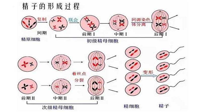 2023届高三生物一轮复习课件：第12讲　减数分裂和受精作用第6页