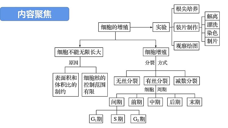 2023届高三生物一轮复习课件：第四单元 第1、2课时 细胞增殖第2页