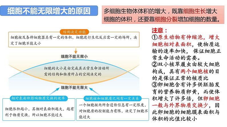 2023届高三生物一轮复习课件：第四单元 第1、2课时 细胞增殖第3页