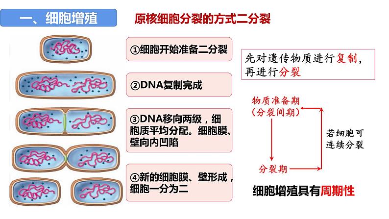 2023届高三生物一轮复习课件：第四单元 第1、2课时 细胞增殖第5页