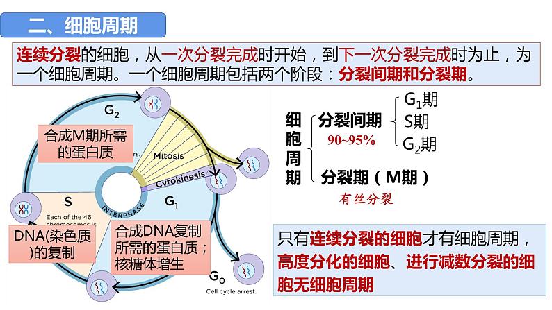 2023届高三生物一轮复习课件：第四单元 第1、2课时 细胞增殖第6页