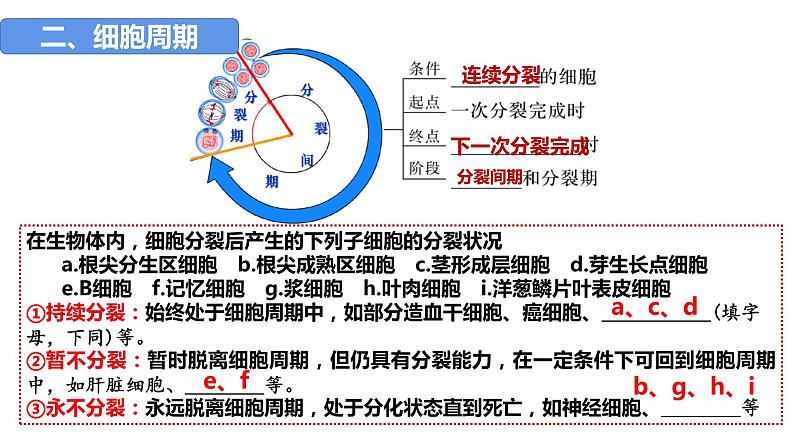 2023届高三生物一轮复习课件：第四单元 第1、2课时 细胞增殖第7页