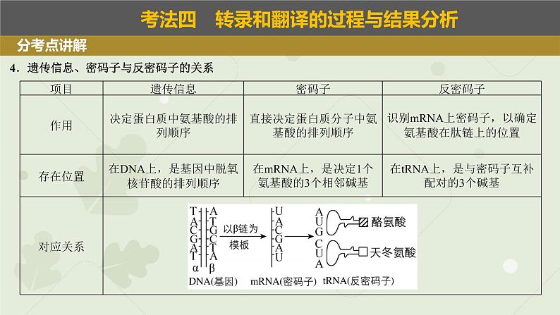 2023届高三生物一轮复习课件：基因的表达第5页