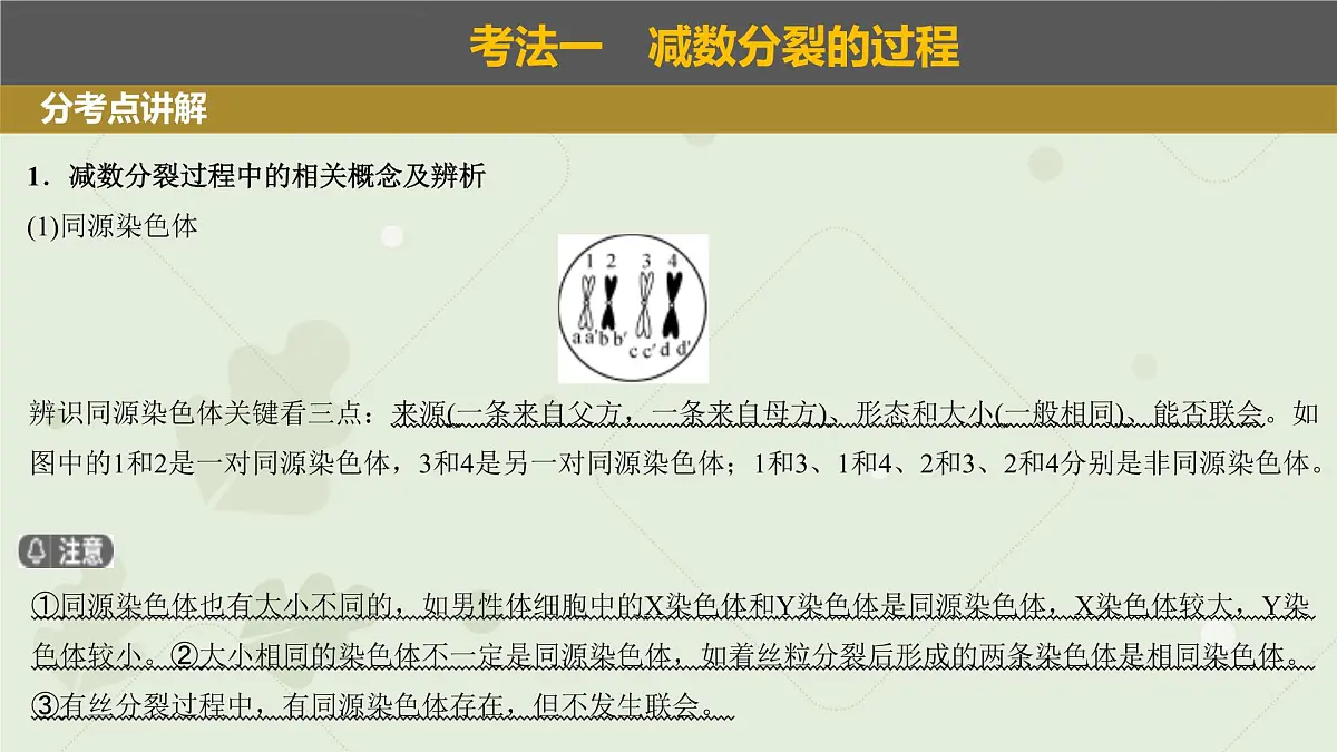 2023届高三生物一轮复习课件：减数分裂和受精作用第3页