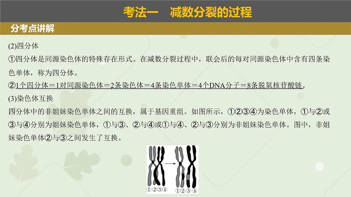 2023届高三生物一轮复习课件：减数分裂和受精作用第4页
