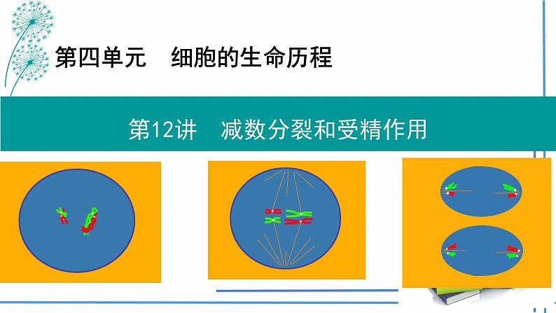 2023届高三生物一轮复习课件： 第12讲减数分裂与受精作用第1页