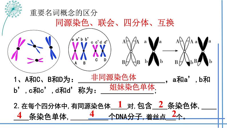 2023届高三生物一轮复习课件： 第12讲减数分裂与受精作用第3页