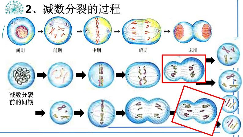 2023届高三生物一轮复习课件： 第12讲减数分裂与受精作用第4页