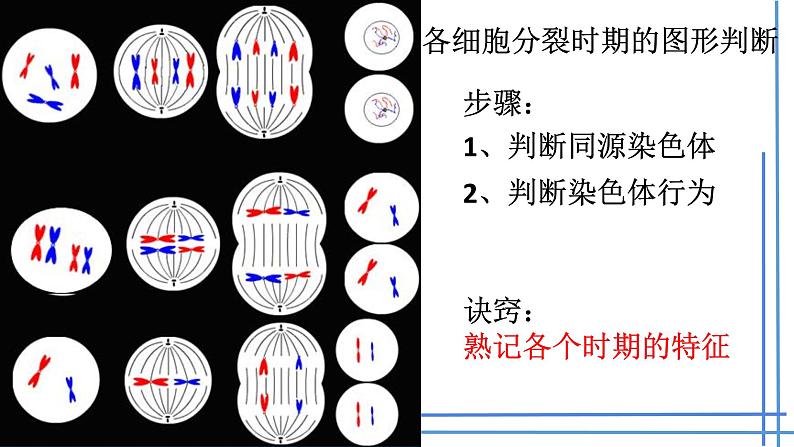 2023届高三生物一轮复习课件： 第12讲减数分裂与受精作用第8页