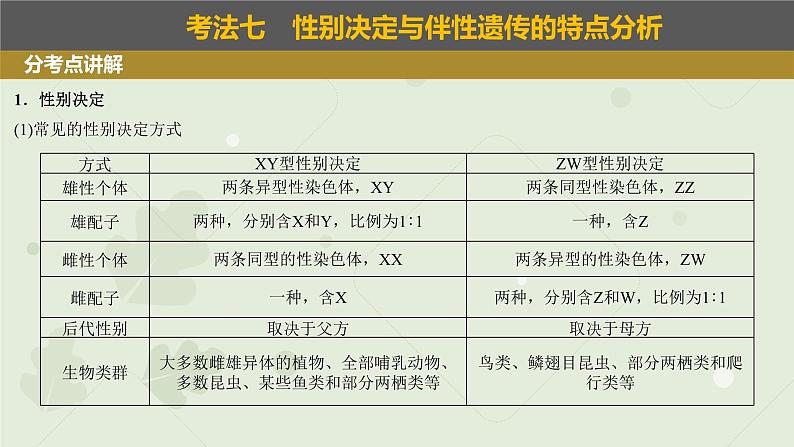 2023届高三生物一轮复习课件：伴性遗传第3页