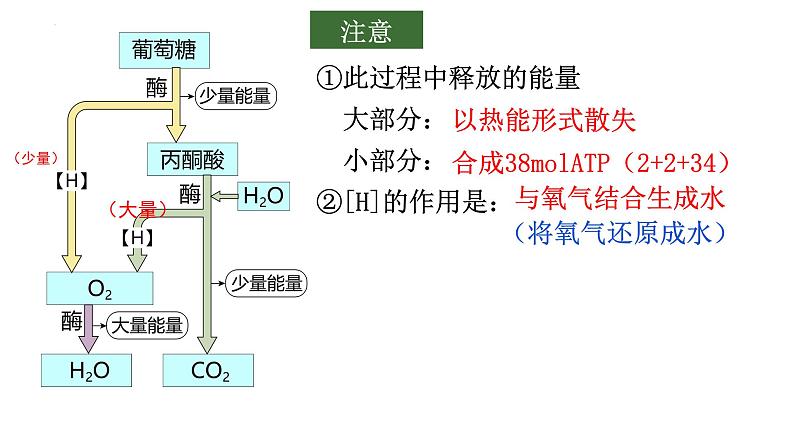 2022届高三生物二轮复习课件：细胞呼吸与光合作用第4页