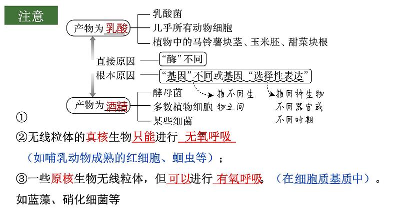 2022届高三生物二轮复习课件：细胞呼吸与光合作用第8页