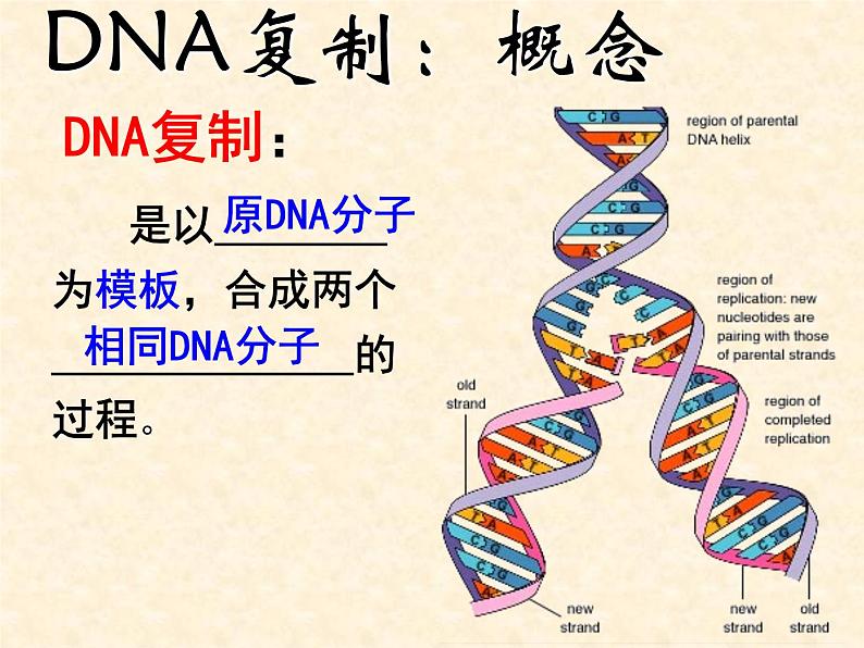 2022届高三生物一轮复习课件： DNA复制和蛋白质合成第3页