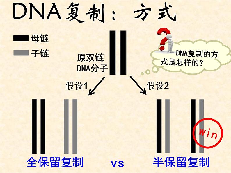 2022届高三生物一轮复习课件： DNA复制和蛋白质合成第5页