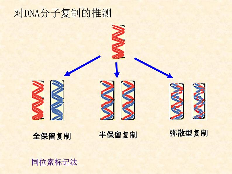 2022届高三生物一轮复习课件： DNA复制和蛋白质合成第6页