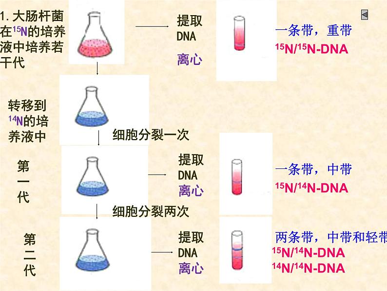 2022届高三生物一轮复习课件： DNA复制和蛋白质合成第7页