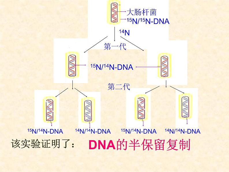 2022届高三生物一轮复习课件： DNA复制和蛋白质合成第8页