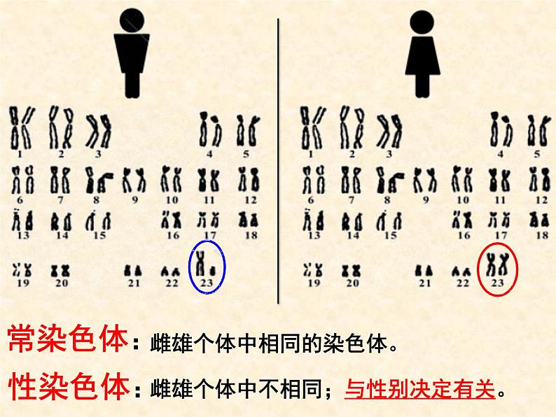 2022届高三生物一轮复习课件：伴性遗传第3页