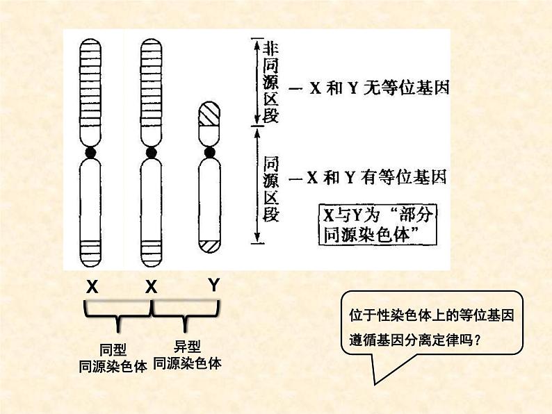 2022届高三生物一轮复习课件：伴性遗传第5页