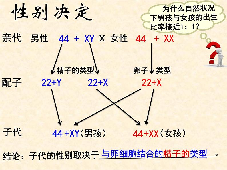 2022届高三生物一轮复习课件：伴性遗传第6页