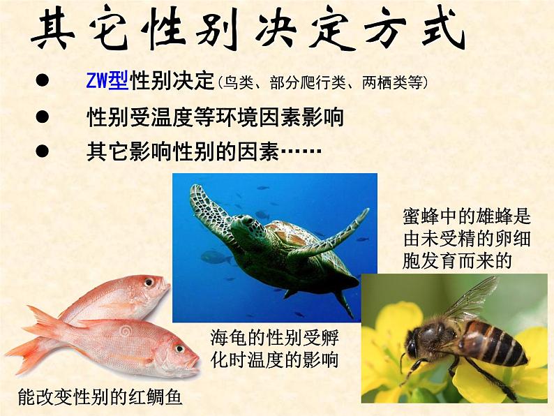 2022届高三生物一轮复习课件：伴性遗传第8页