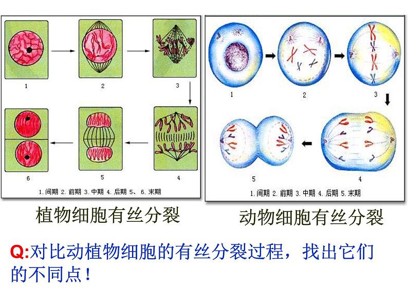 2022届高三生物一轮复习课件：减数分裂第2页