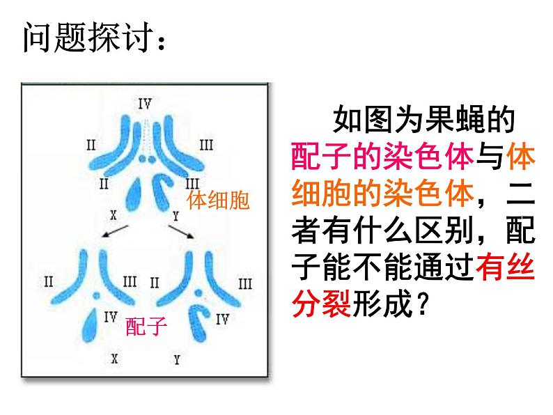 2022届高三生物一轮复习课件：减数分裂第3页