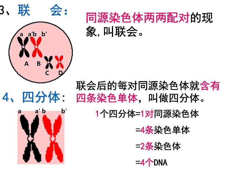 2022届高三生物一轮复习课件：减数分裂第5页