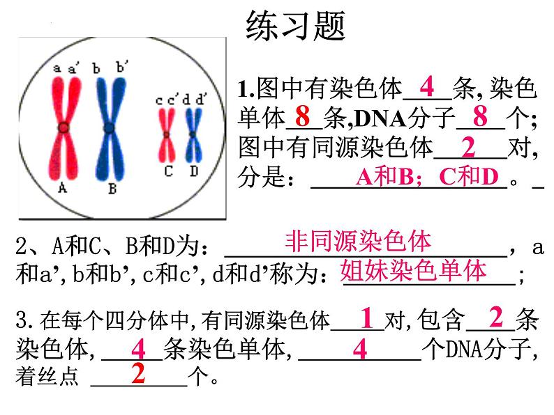 2022届高三生物一轮复习课件：减数分裂第6页