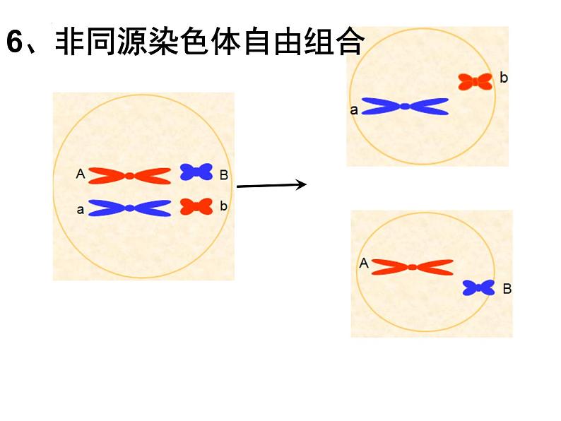 2022届高三生物一轮复习课件：减数分裂第8页