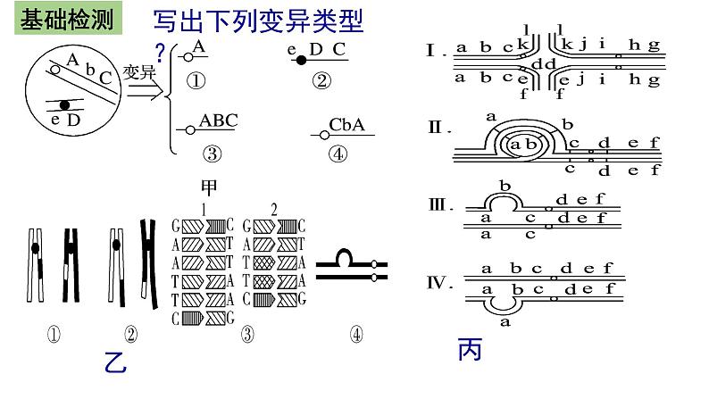 2022届高三生物一轮复习课件：染色体变异第3页