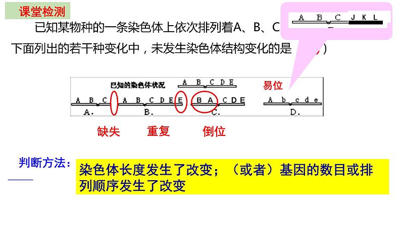 2022届高三生物一轮复习课件：染色体变异第4页