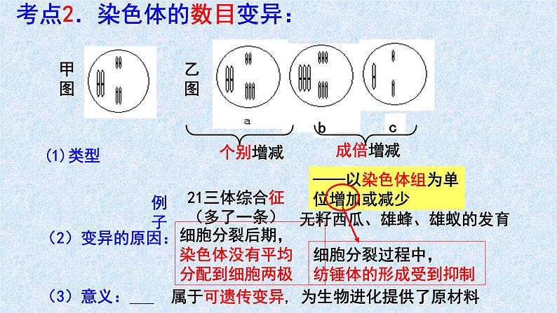 2022届高三生物一轮复习课件：染色体变异第8页