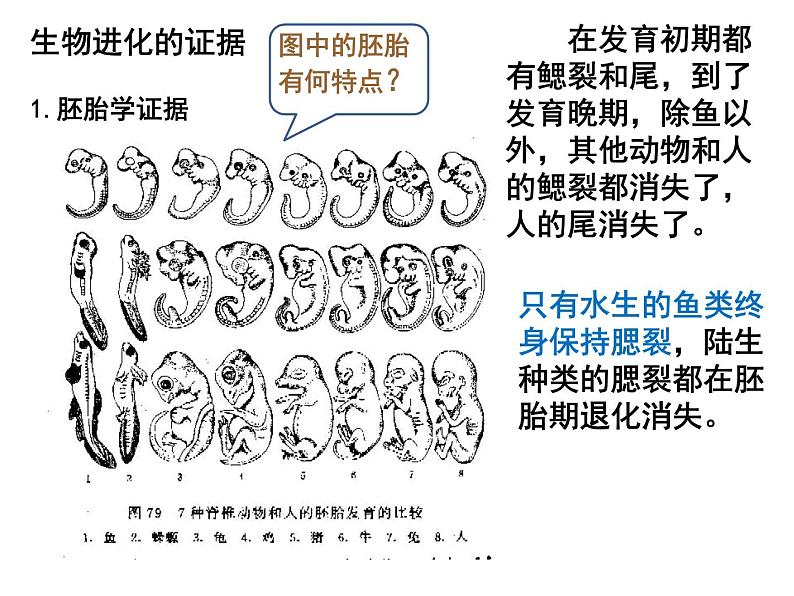 2022届高三生物一轮复习课件：生物的进化第2页