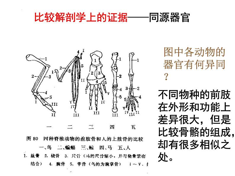 2022届高三生物一轮复习课件：生物的进化第4页