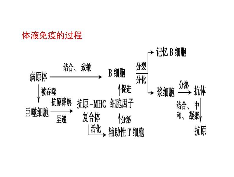 2022届高三生物一轮复习课件：体液免疫和细胞免疫第2页